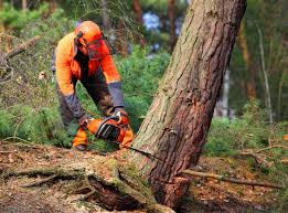 Seasonal Cleanup in Greenhills, OH